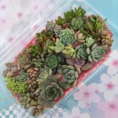 多肉植物　寄せ植え用　詰め合わせ　多肉弁当青•ᴗ•ꕤ