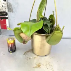 3700⤵️♣❇WILD食虫植物・アンブラリア・ネペンテス・ハンギング鉢のサムネイル