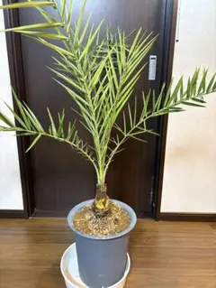 ⑮ フェニックス ロベレニー 8号 特大苗木最高等級極上品‼️ 極太
