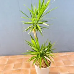 43【ドラセナ・コンパクタ約140cm】大型観葉植物｜西海岸インテリア