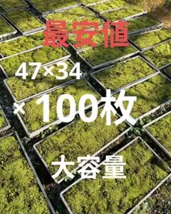 スナゴケ　100トレー　最安値　大容量　すな苔 特大セール】スナゴケ 100トレー 最安値 大容量 すな苔 - メルカリ