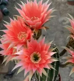 34 花サボテン カキコ2個セット - メルカリ