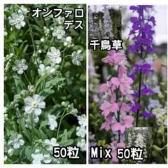 オンファロデス50粒☆千鳥草・ラークスパーMix50粒☆花の種☆おまけの種付き！