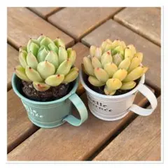 ꕤ 現品 大きめ2苗セットꕤ 多肉植物 ꕤ 美苗ꕤ 【T-01】