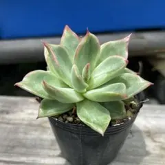 多肉植物 韓国苗 アンジェラのサムネイル