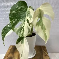 斑入りモンステラ ホワイトタイガー【陶器鉢・サスティー付】H - メルカリ
