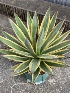 2026年最新】サングロー アガベの人気アイテム - メルカリ