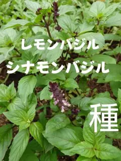 maybe ※土日祝発送不可様 リクエスト 2点 まとめ商品