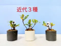 2026年最新】さつき 盆栽の人気アイテム - メルカリ