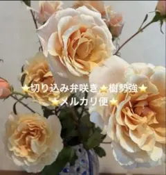 ⭐️無農薬OK⭐️入手困難⭐️バラ苗⭐️和バラ　 ⭐️挿し木苗⭐️のサムネイル