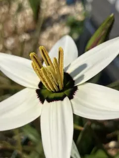 Pauridia capensis\