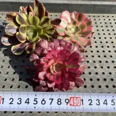 yuka様 リクエスト 2点 まとめ商品