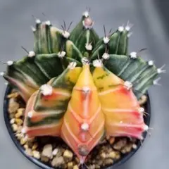 ◇◇　サボテン　ギムノカリキウム　緋牡丹錦　◇◇　抜き苗のサムネイル