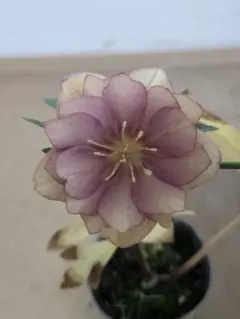 puchi様 リクエスト 3点 まとめ商品