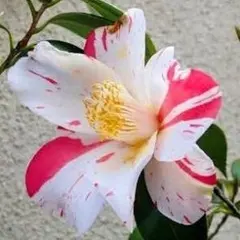 椿・燕返し　大苗 樹高のみ74㌢ 椿・燕返し 大苗 樹高のみ74㌢ - メルカリ