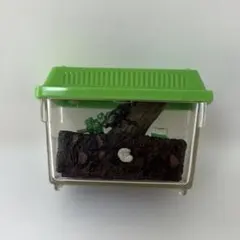 ユージン たのしい、飼育当番 オオクワガタとカブトムシ