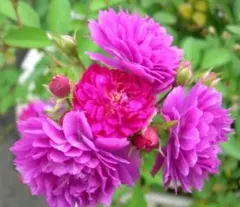 みか様 リクエスト 2点 まとめ商品