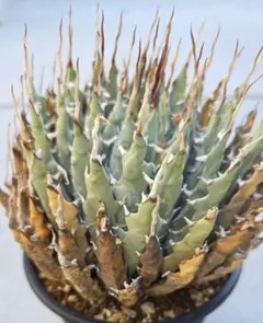 2026年最新】エボリスピナ陽炎の人気アイテム - メルカリ