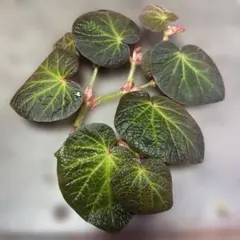 特価❣️希少！Begonia montis-elephantis ベゴニア 原種 - メルカリ