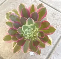 クレオ様 リクエスト 2点 まとめ商品