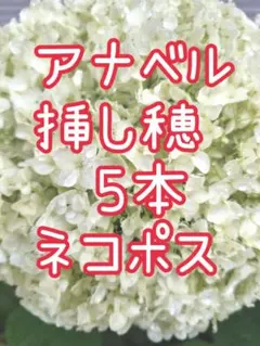 2026年最新】アナベル 挿し木の人気アイテム - メルカリ