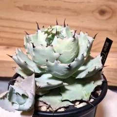 極上 アガベ イシスメンシス valiem バリエム 極上 アガベ イシスメンシス valiem バリエム