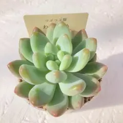 2025年最新】その6の人気アイテム - メルカリ