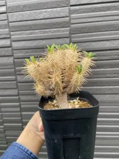 ユーフォルビア　ギラウミニアナ　実生のサムネイル