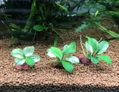 お*に様 アヌビアス　コンゲンシス 斑入り　Congensis Variegat お*に様 アヌビアス コンゲンシス 斑入り Congensis Variegat - メルカリ