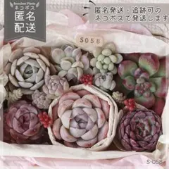 多肉植物 カット苗 詰め合わせ 寄せ植えセット エケベリア ｜S058