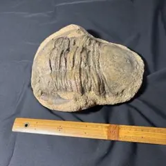 シュメール発掘品 ブラックストーン彫刻 紀元前2500年 メソポタミア