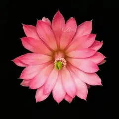 131-青花蝦 実生苗 超人気花サボテン エキノケレウス属 良香 開花見込