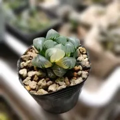 なっぴぃ様 専用 ハオルチア　オブツーサ錦　氷灯錦　45