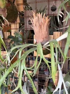 ＫＴＲ様 リクエスト 2点 まとめ商品