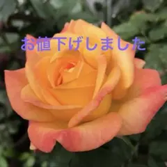 ネネ様 リクエスト 3点 まとめ商品