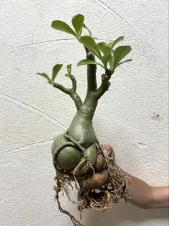 塊根植物　アデニウム　オベスム　実生5年以上経過苗③のサムネイル