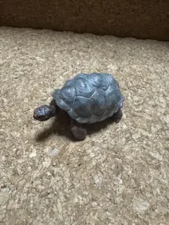 シュライヒ　ガラパゴスゾウガメ　フィギュア 約10cm
