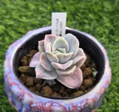 多肉植物 ラブリーローズ錦 - メルカリ