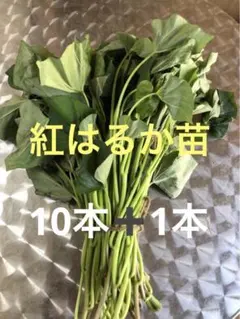 紅はるか切り苗 20本 茨城県産 PVP付き - メルカリ