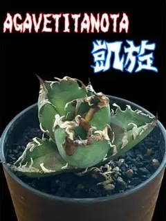 超特選 美大株 アガベチタノタ 凱旋 シーザー 強鋸歯 低重心 選別株 9 特選大株 アガベ チタノタ シーザー 凱旋 強鋸歯 強棘 低重心 選別株