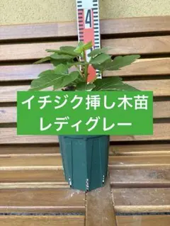 イチジク苗　レディグレー　挿し木　6255のサムネイル