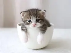 子猫