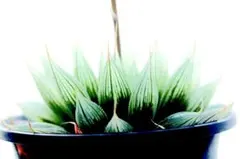 5872 ブルーセイレーン 多肉植物 ハオルチア アロエ