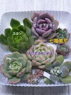 多肉植物　カット苗　多肉弁当　寄せ植え　リンダリンダのサムネイル