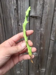 レアユーフォ！ ハマタ ユーフォルビア 多肉植物 塊根植物 - メルカリ