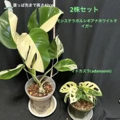 斑入りモンステラボルシギアナ+マドカズラセット