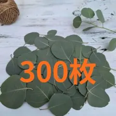 ユーカリ リーフシャワーに 600枚 - メルカリ