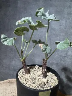 2026年最新】ペラルゴニウム 花の人気アイテム - メルカリ