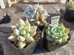 エケベリア　3個セット