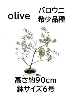 HGW8A23 希少品種 オリーブ 苗木 【バロウニ】 鉢植え発送 メルカリ便